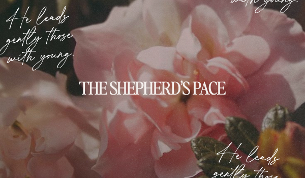 The Shepherd’s Pace: He Leads Gently Those With Young